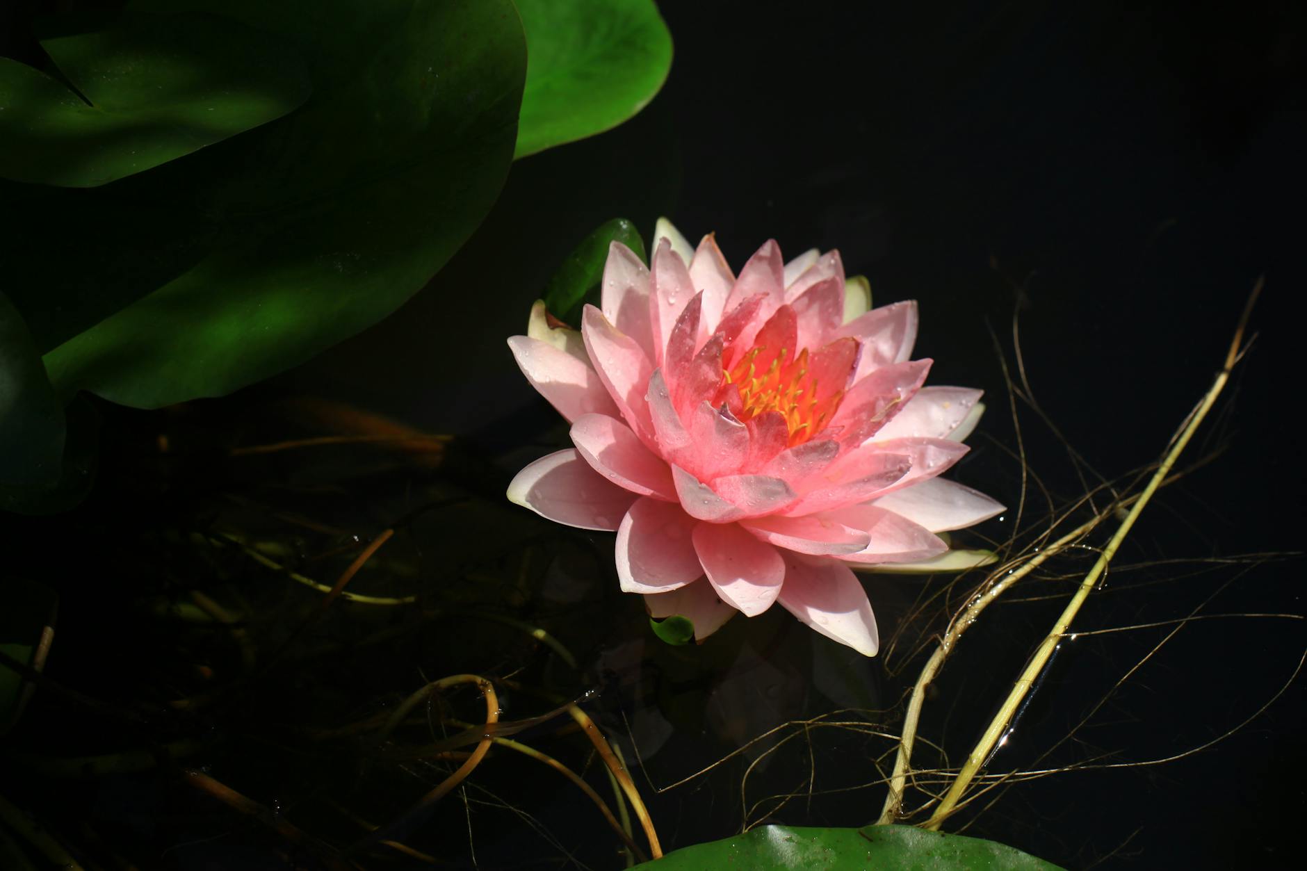 Incannex Healthcare Wins Research and Development Award for Obstructive Sleep Apnea Program in the 2025 Clinical Trials Arena Excellence Awards